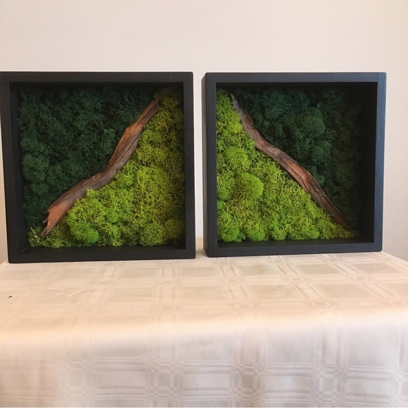 Accents Two Preserved Moss Wall Hangings In Light Green And Dark